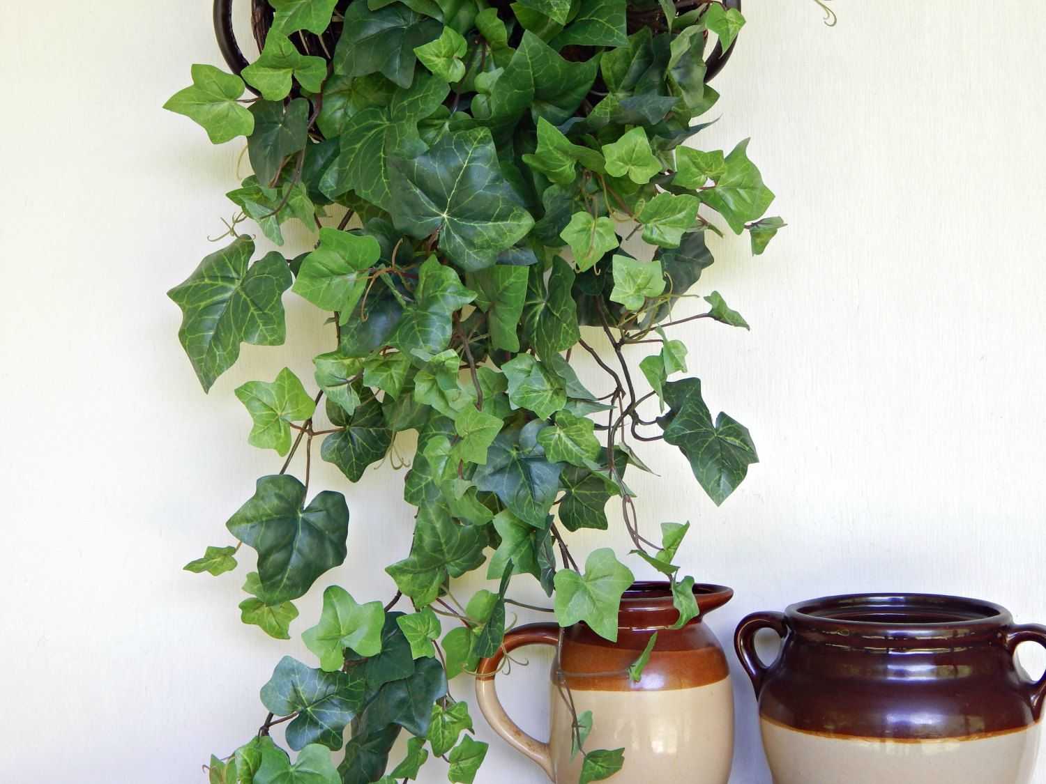 Вьющиеся комнатные цветы для дома: названия - 13 фото