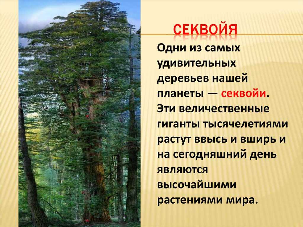 Древесина секвойи |