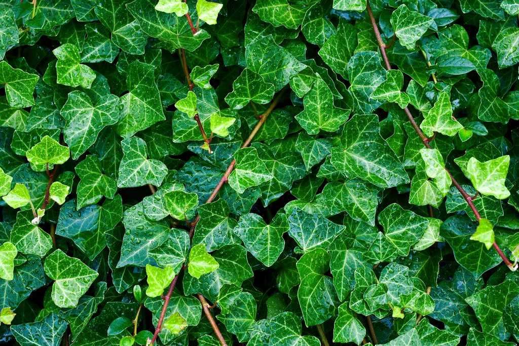 Плющ: дизайн сада и квартиры