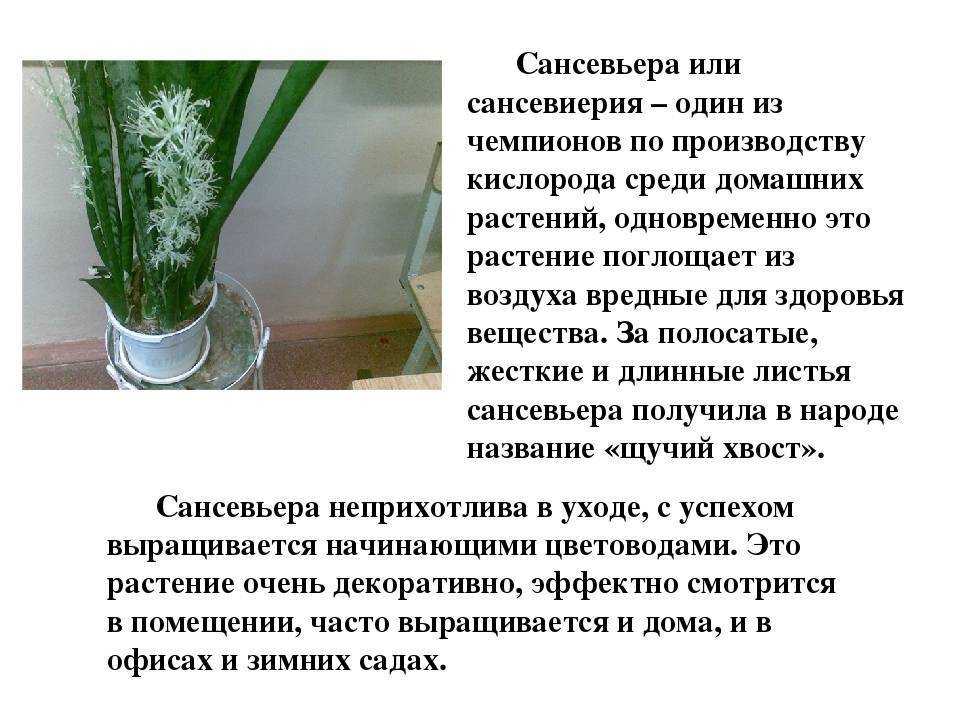 Сансевьера (49 фото): как выглядит цветок «тещин язык» или «щучий хвост»? уход за ним в домашних условиях