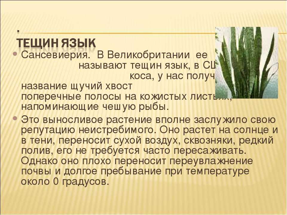 Сансевиерия (sansevieria) или цветок тещин язык: уход в домашних условиях, виды растения