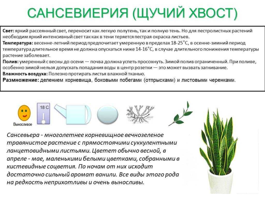 Щучий хвост в интерьере