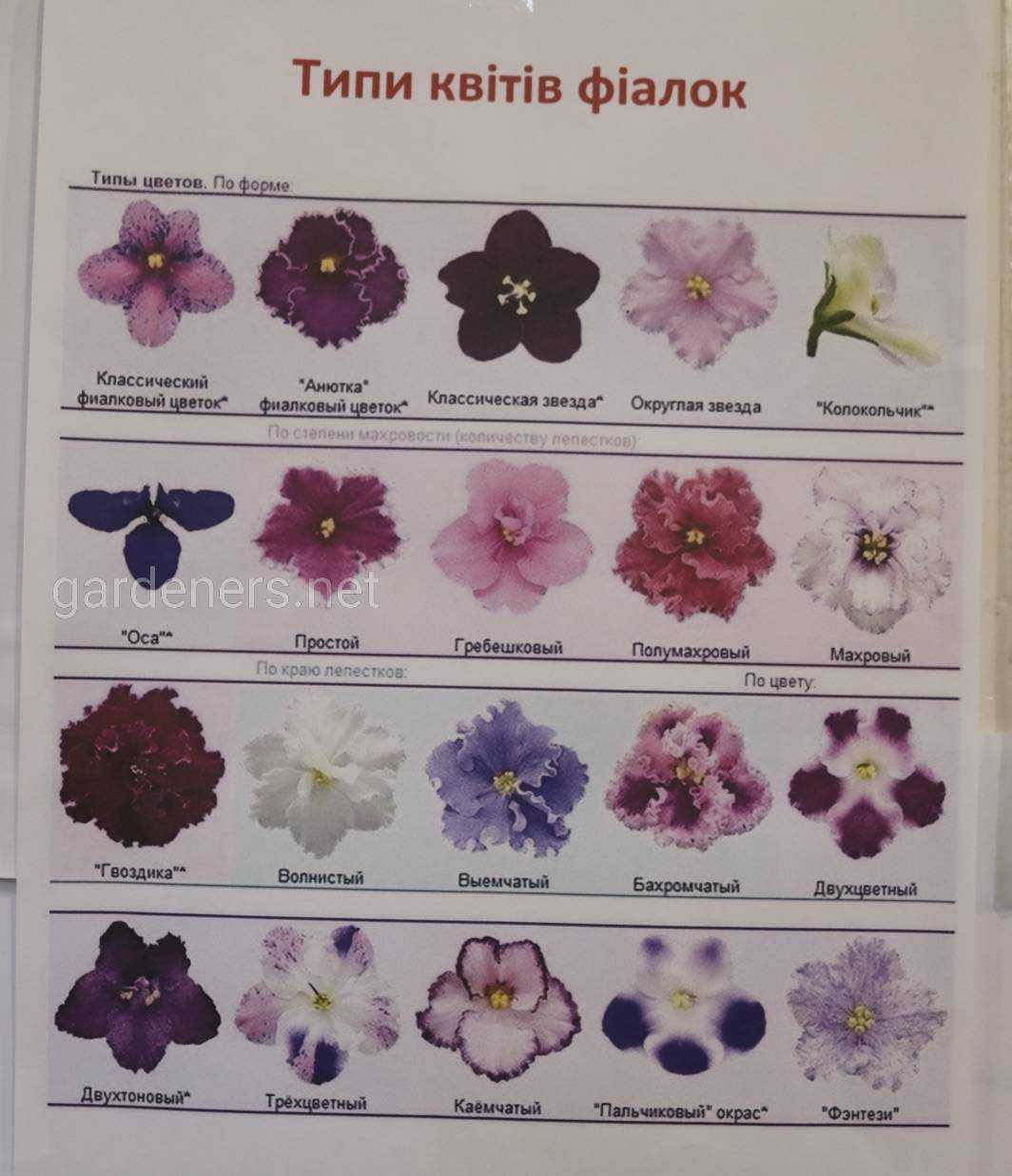 62 сорта фиалок с названиями и фото, описаниях всех, нюансы