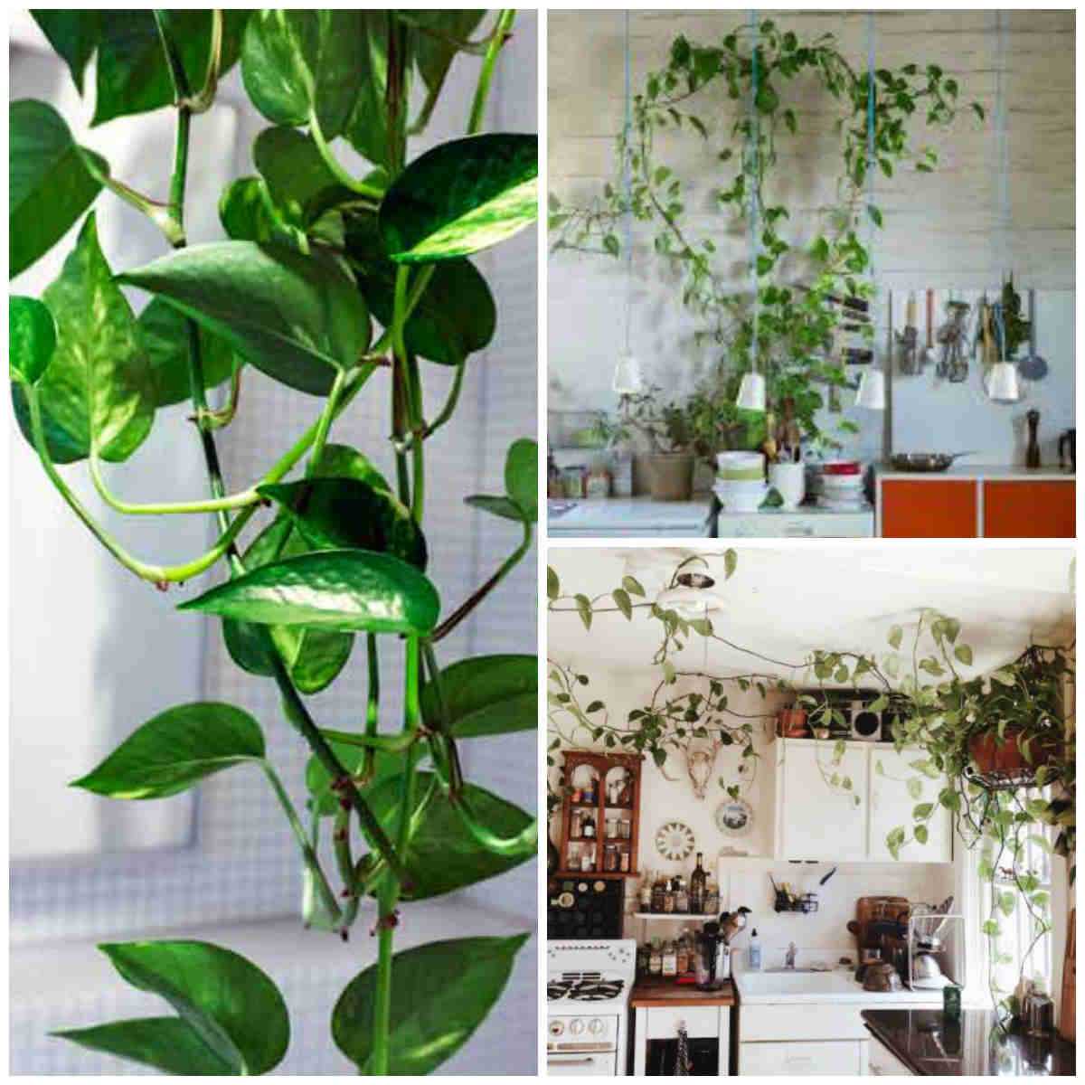 Лучшие лианы для комнатного выращивания | огородники