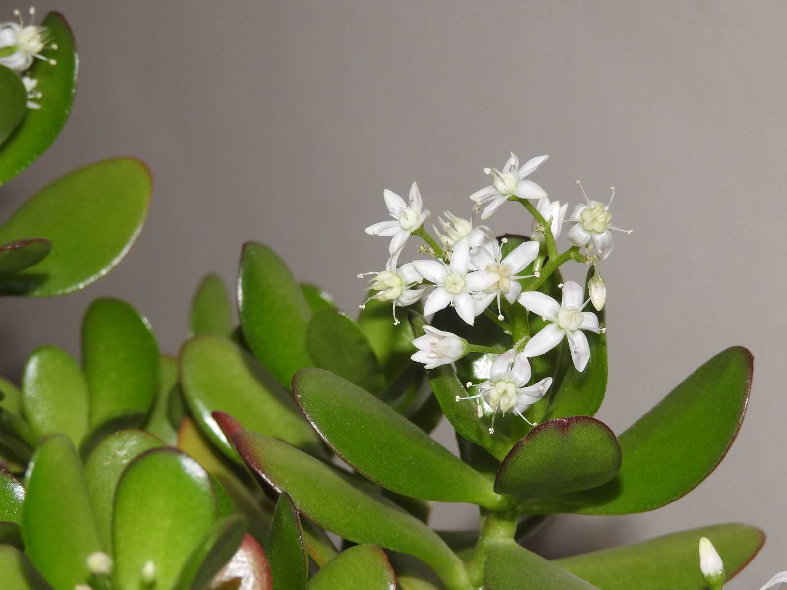 Денежное дерево: уход в домашних условиях, цветение, способы размножения, пересадка, обрезание, болезни, приметы, виды фото