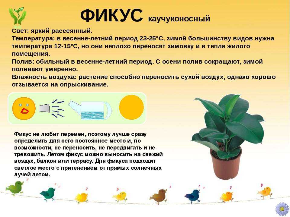 Фикусы: 41 разновидность с фото, описаниями и названиями