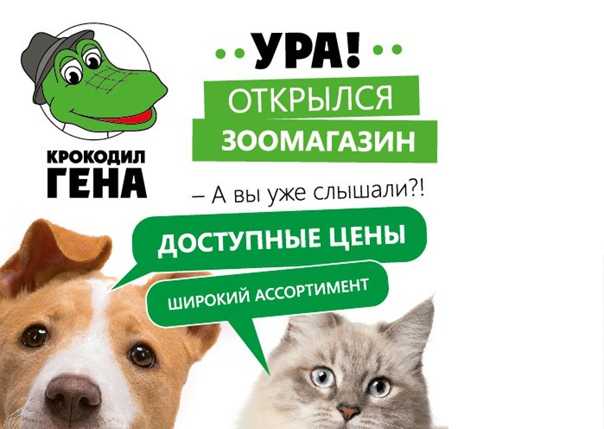 Дизайн зоомагазина