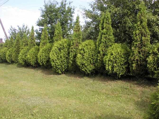 Красавица на участке - ель колючая глаука picea pungens glauca globosa