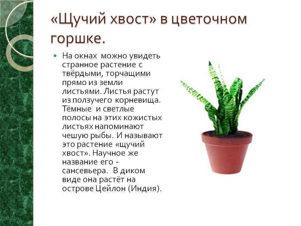 Сансевиерия или тещин язык (щучий хвост)