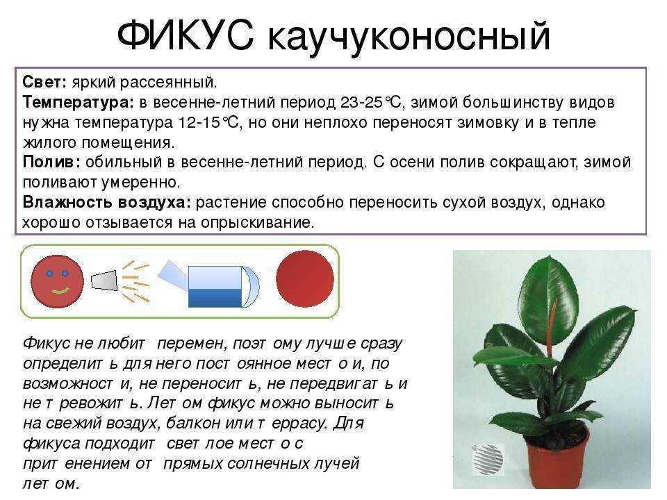 Фикус бенджамина: правила ухода в домашних условиях, фото видов и сортов, размножение, посадка, выращивание
