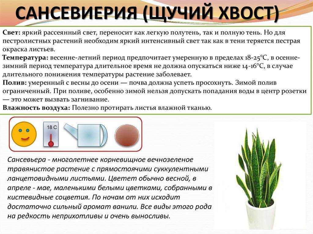 Щучий хвост: уход и размножение в доманих условиях, родина растения, как называется
