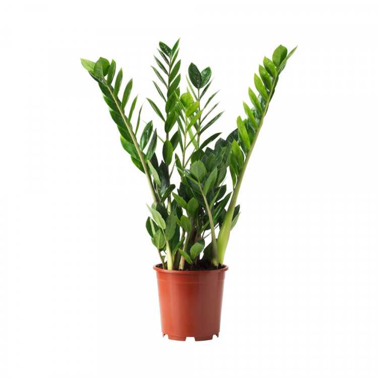 Замиокулькас (долларовое дерево) как выглядит, размножение, пересадка, как ухаживать в домашних условиях