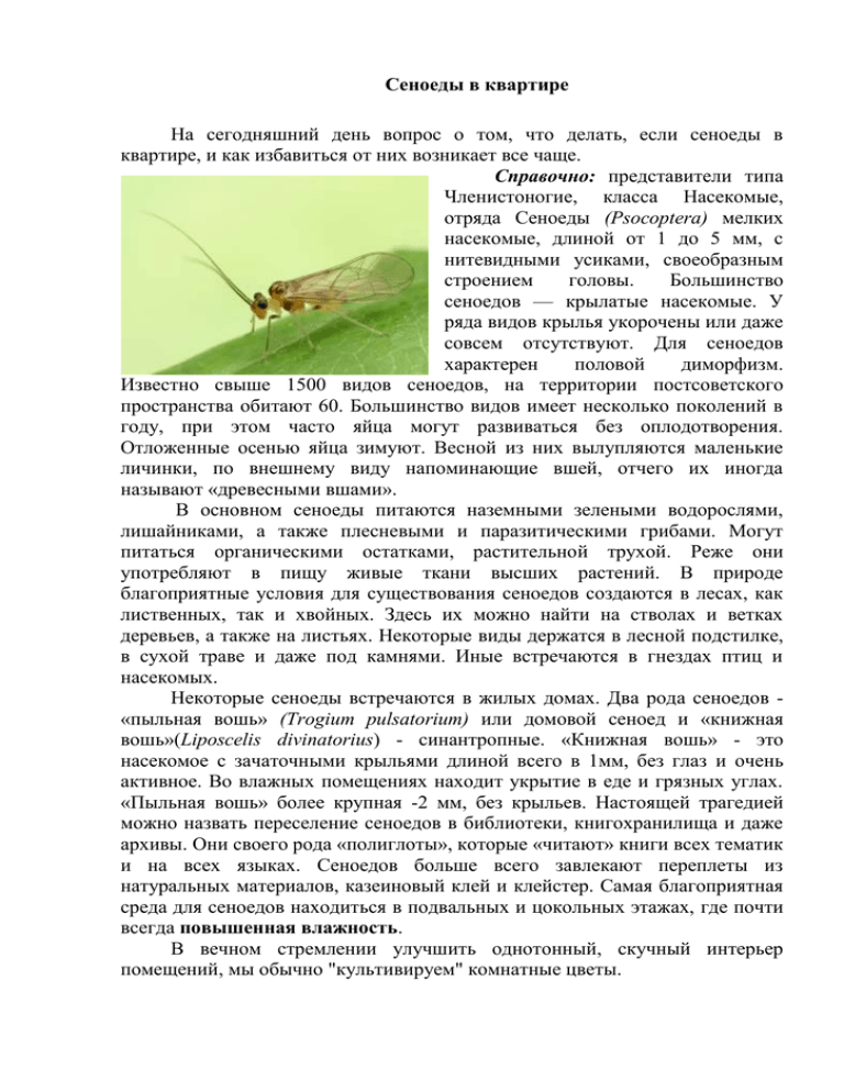 Сеноеды в квартиреСеноед коротконадкрылый Сеноед Dorypteryx domestica Сеноеды Psocoptera, Copeognatha Сеноед на пальце Сеноед пыльный Сеноед Dorypteryx domestica Книжная вошь сеноед книжный Сеноед Psocoptera Сеноеды представители Сеноед Dorypteryx domesti