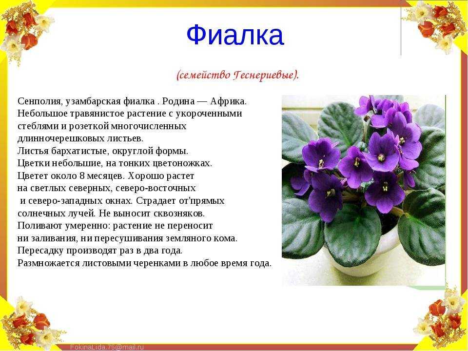 Сорта фиалок с названиями и фото