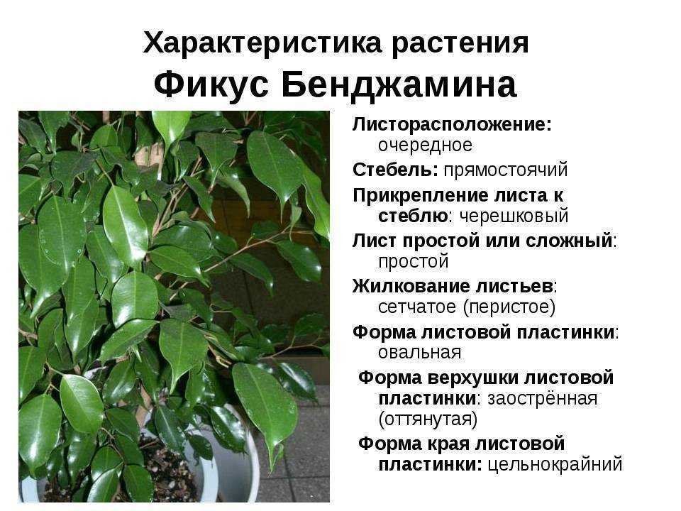 Фикус лирата: как выбрать и как ухаживать