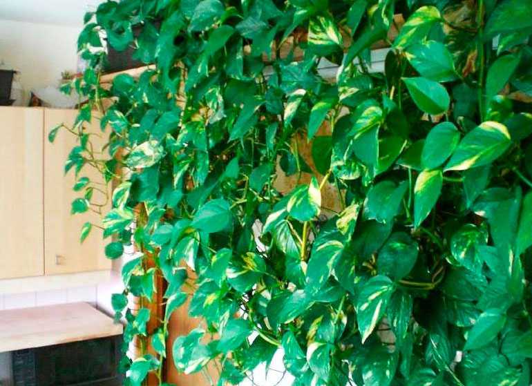 Вьющиеся цветы - 80 фото для сада, для забора, беседки и дачи, вьющиеся растения быстрорастущие и многолетние