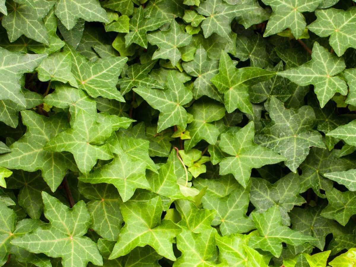 Плющ комнатный (33 фото): уход в домашних условиях, можно ли держать цветок дома, приметы, размножить английский, болезни