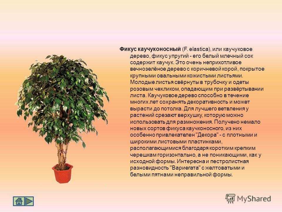 Особенности лировидного фикуса: размножение и уход, правила обрезки листьев в домашних условиях