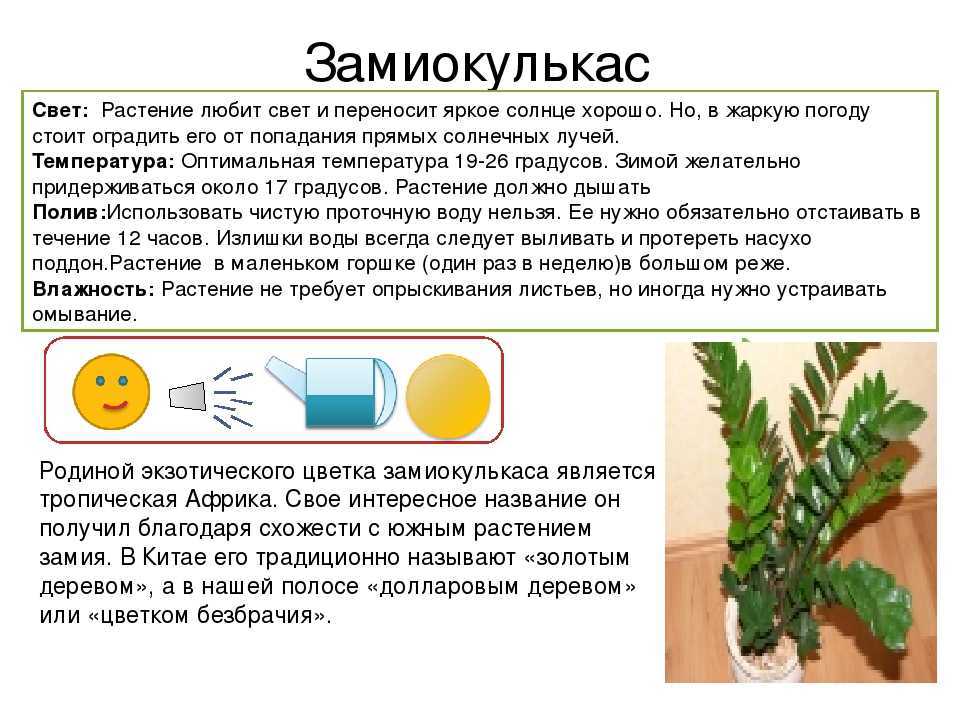 Долларовое дерево в интерьереЗамиокулькас черный принц Замиокулькас Декорум Замиокулькас на печать фотообои Замиокулькас Эстетика Суккуленты замиокулькас Денежное дерево замиокулькас Замиокулькас цветок Замиокулькас, герань Замиокулькас это Ароидные Санде