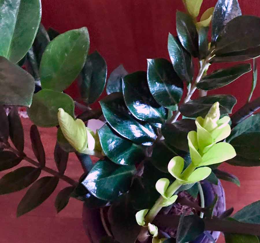 Замиокулькас - уход в домашних условиях, виды с фото, приметы про долларовое дерево