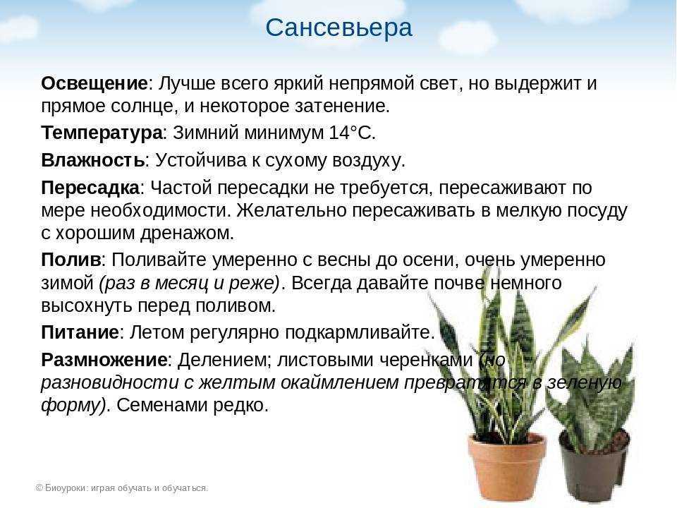 Щучий хвост в интерьере квартиры фото