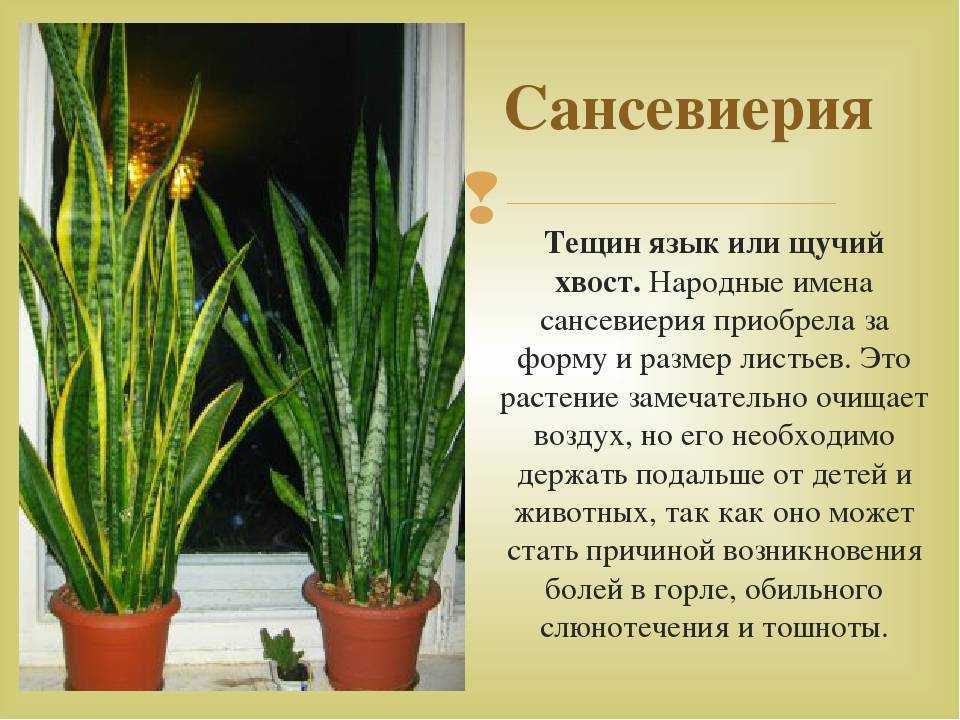 Сансевиерия: виды (с фотографиями)