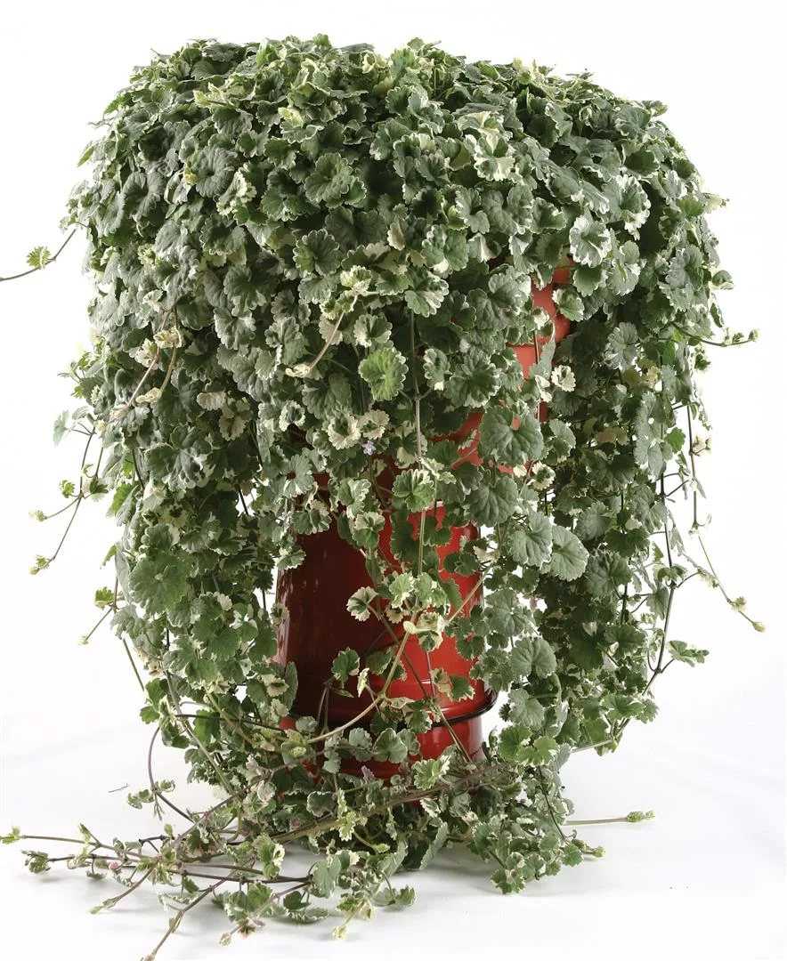 Вьющиеся комнатные цветы для дома: названия - 13 фото