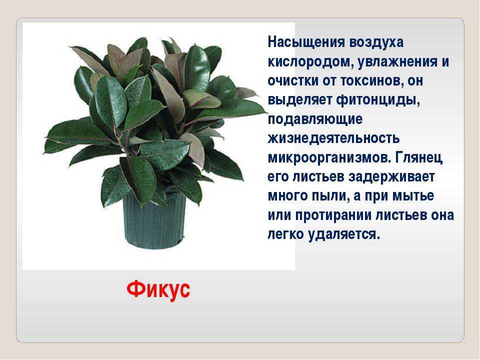 Фикус лировидный: уход в домашних условиях, фото, размножение, формирование кроны, приметы и суеверия