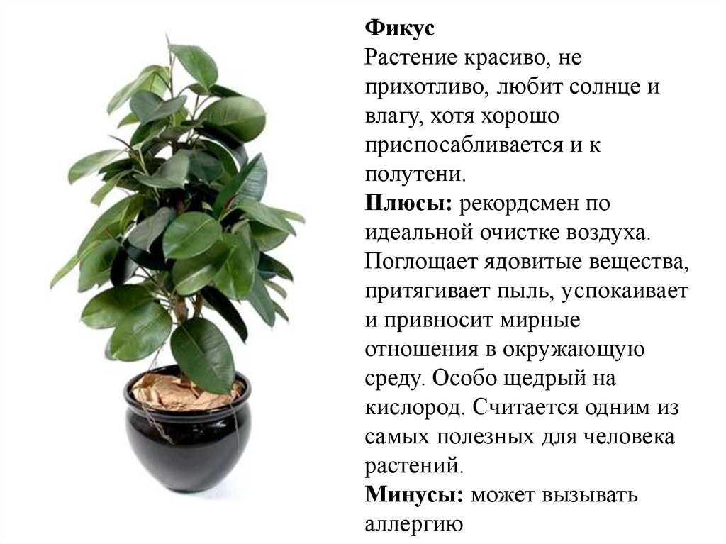 27 разновидностей фикуса с фото, названиями и описанием
