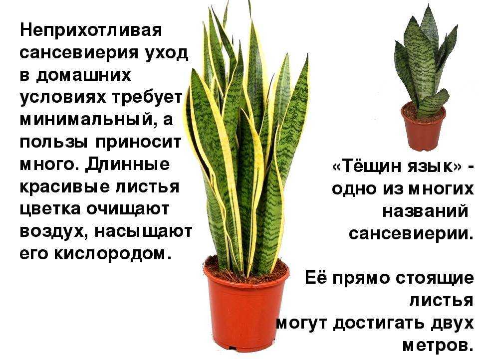 Цветок тещин язык (щучий хвост) - это сансевиерия и связанные с ней приметы и суеверия
