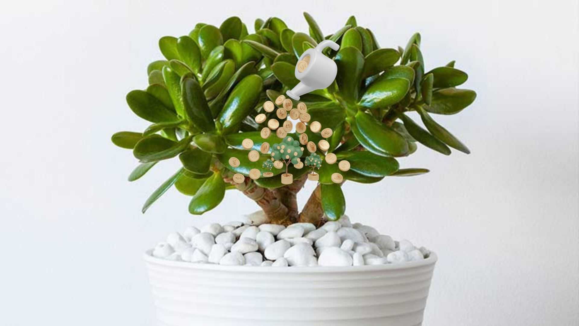 Денежное дерево (толстянка) уход в домашних условиях, цветение, приметы, фото