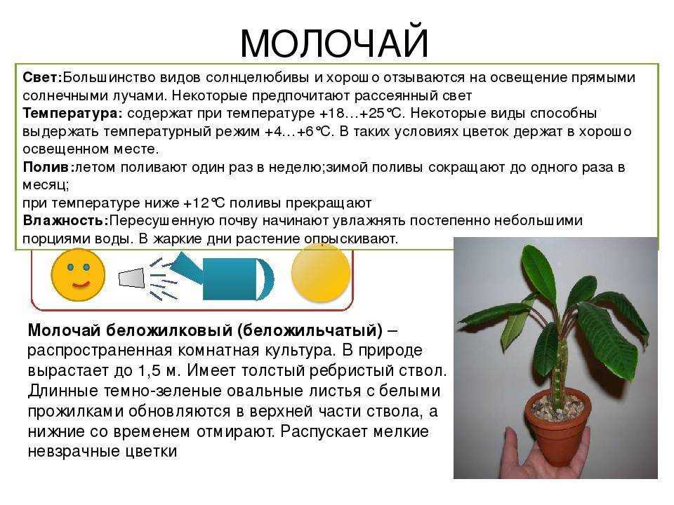 Фикус бенждамина: особенности ухода в домашних условиях