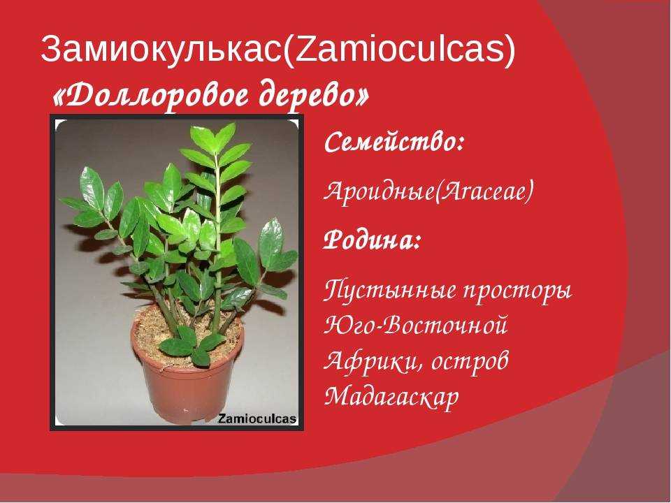 Долларовое дерево - уход в домашних условиях, размножение, видео об уходе и цветение
