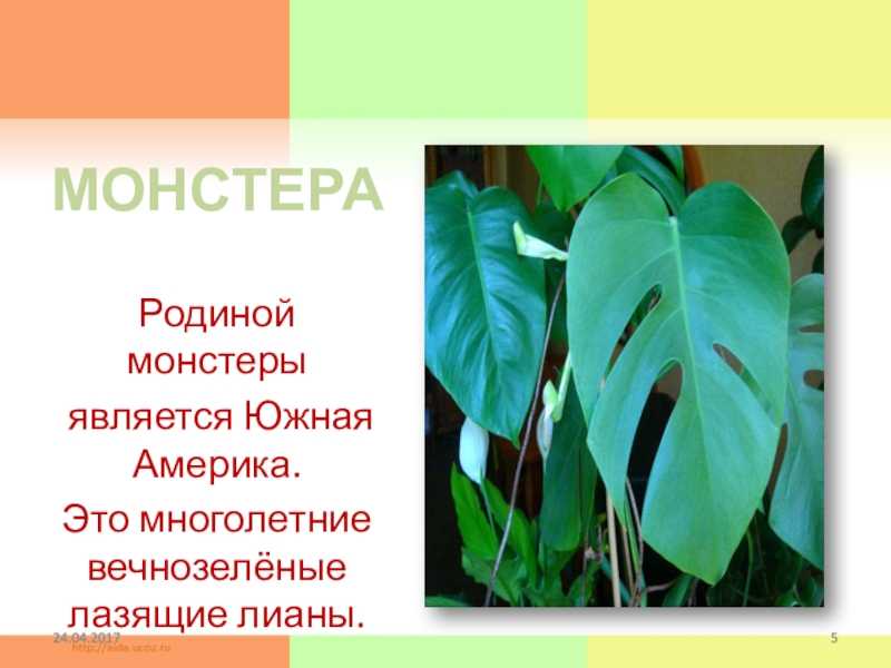 Монстера — все, что вам нужно знать об этом растении