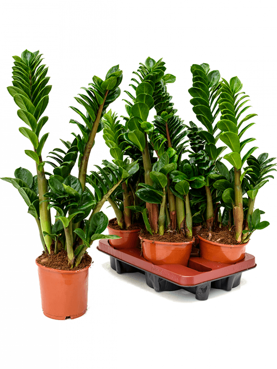 Замиокулькас: 3 способа размножения и правила выращивания