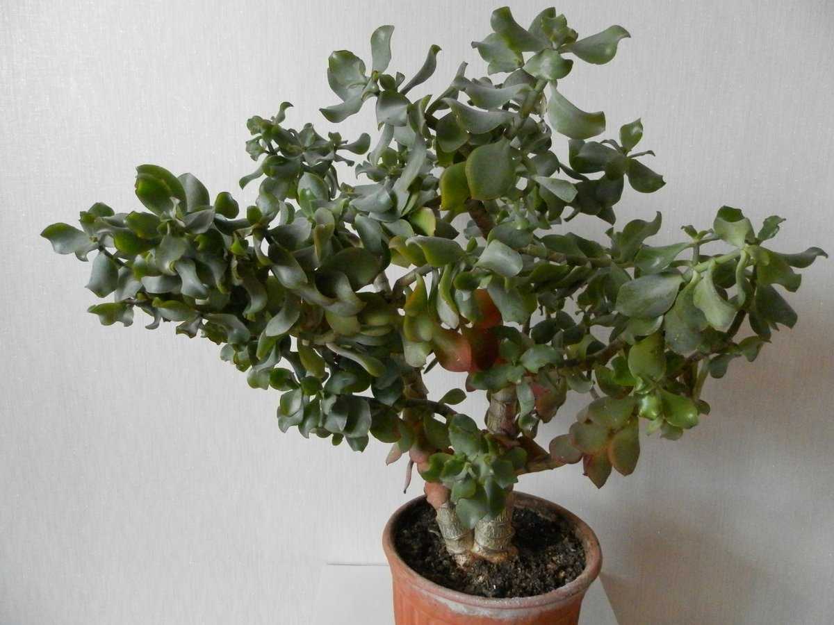 Как ухаживать за денежным деревом - клумбы и ландшафтный дизайн