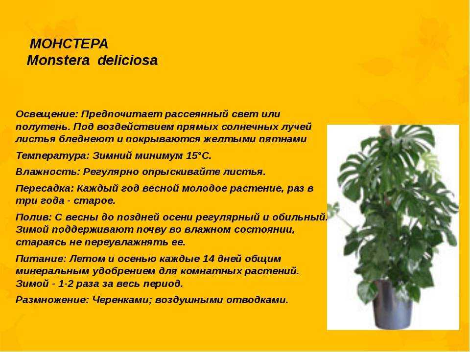 Монстера: уход в домашних условиях, можно ли держать дома, фото, виды