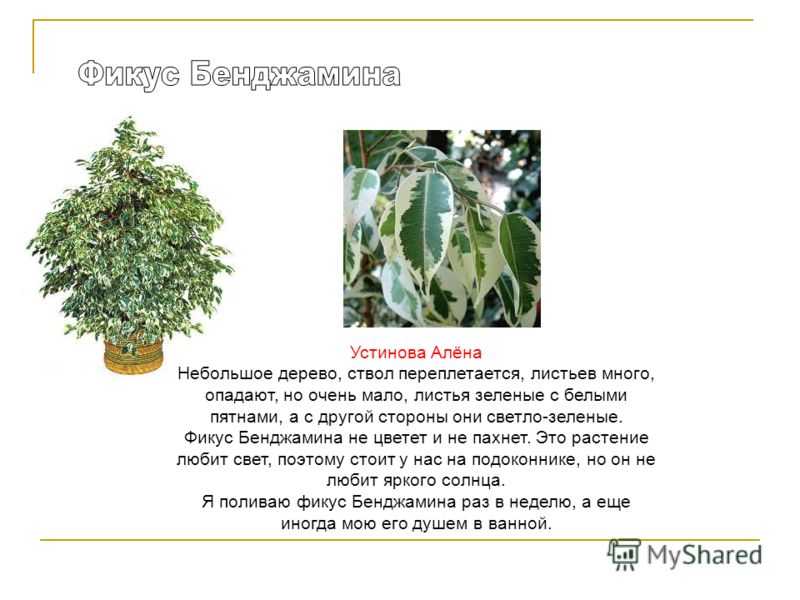 Фикус лировидный — секреты ухода за первой скрипкой зимнего сада