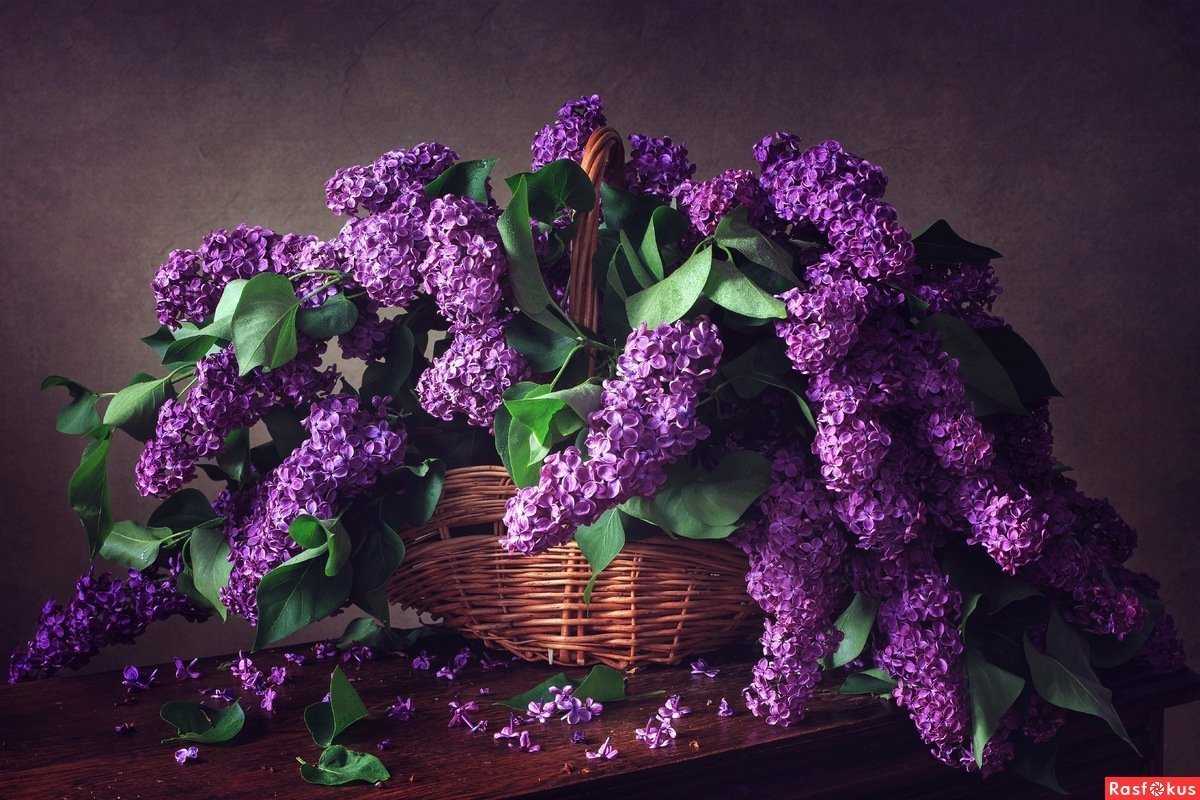 Сиреневая нежность. стихи про сирень