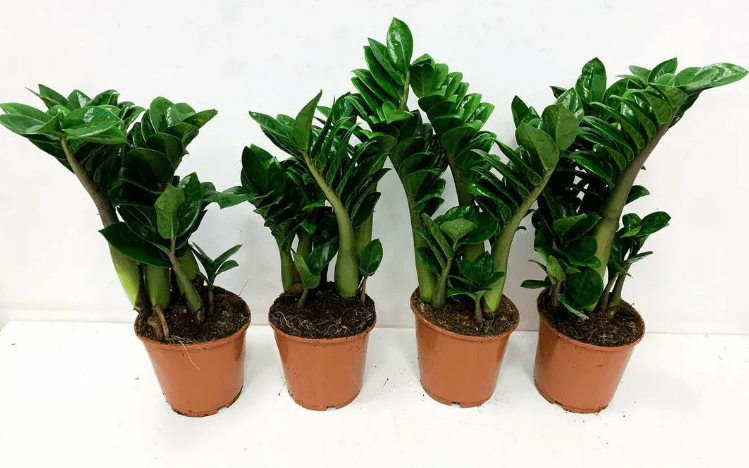Замиокулькас: как правильно выращивать своими руками комнатные виды растения (115 фото)