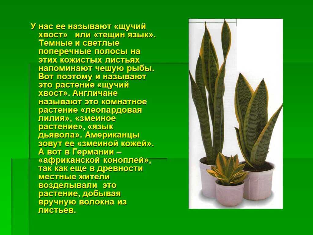 Щучий хвост или сансевиерия — цветок для души