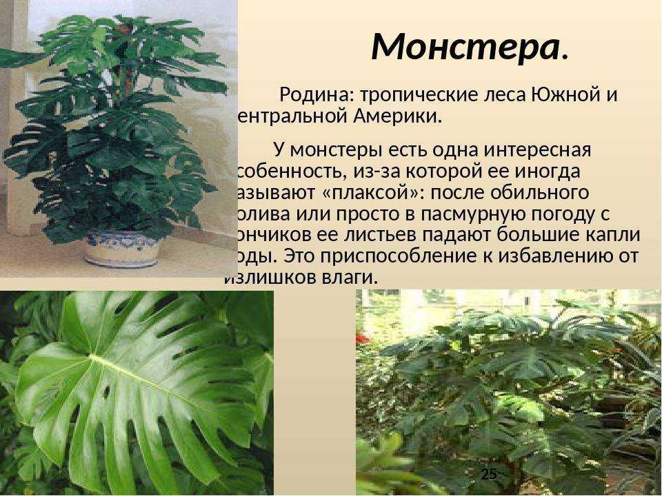 Монстера домашняя – экзотическая лиана из жарких тропиков. описание, уход, пересадка и размножение (75 фото & видео) +отзывы
