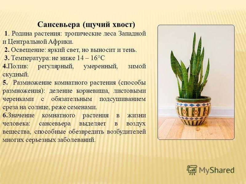 Сансевиерия: фото, уход в домашних условиях, правила пересадки, полива цветка и другие нюансы содержания, особенности выращивания, способы размножения, разновидности