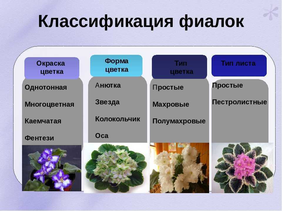 Сорта фиалок с названиями и фото: новые разновидности сенполий с обильным цветением, белыми цветами, фентезийным окрасом и т.д.