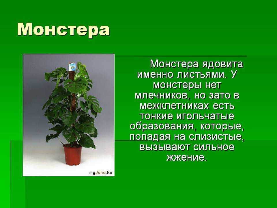 Выращивание монстеры в домашних условиях: тонкости ухода, виды