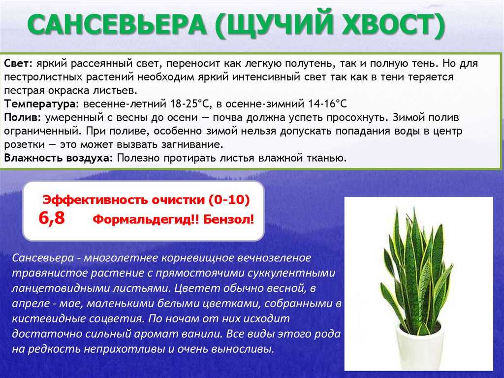 [растения в доме] как ухаживать за сансевиерией | онлайн-журнал о ремонте и дизайне