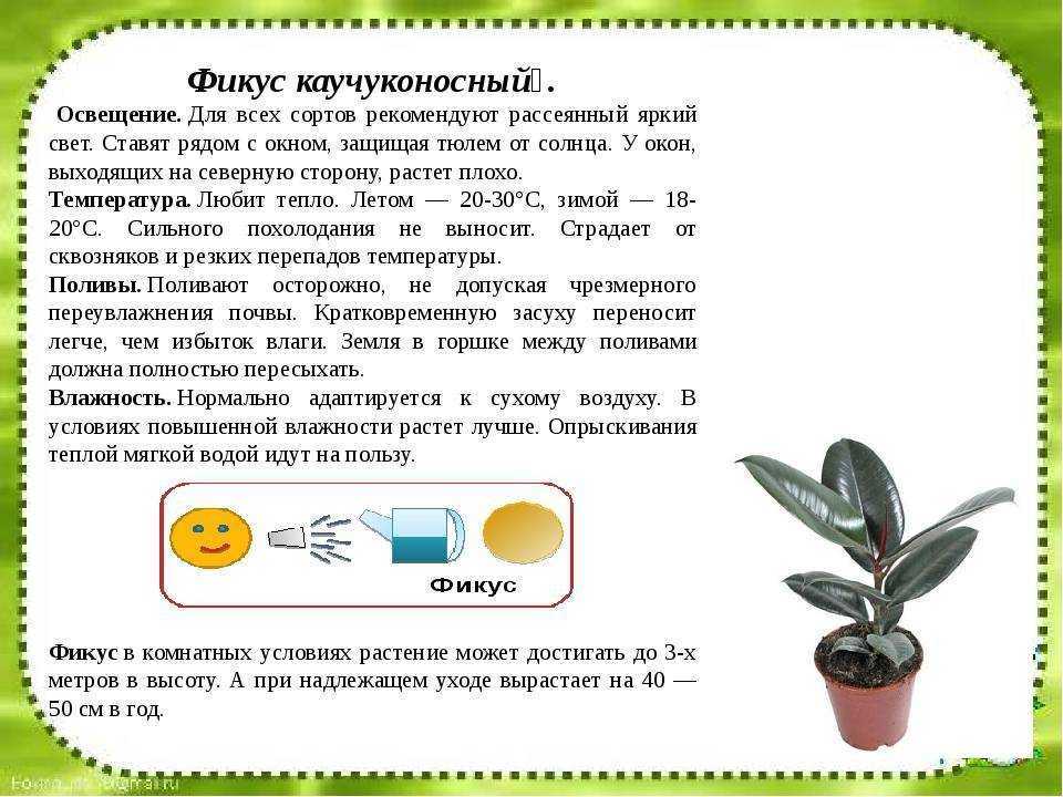 Фикус каучуконосный (эластика) 🌿: виды, уход, размножение и пересадка