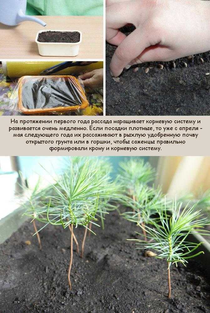 Сосна горная мугус — 7 особенностей и 10 советов по посадке и уходу