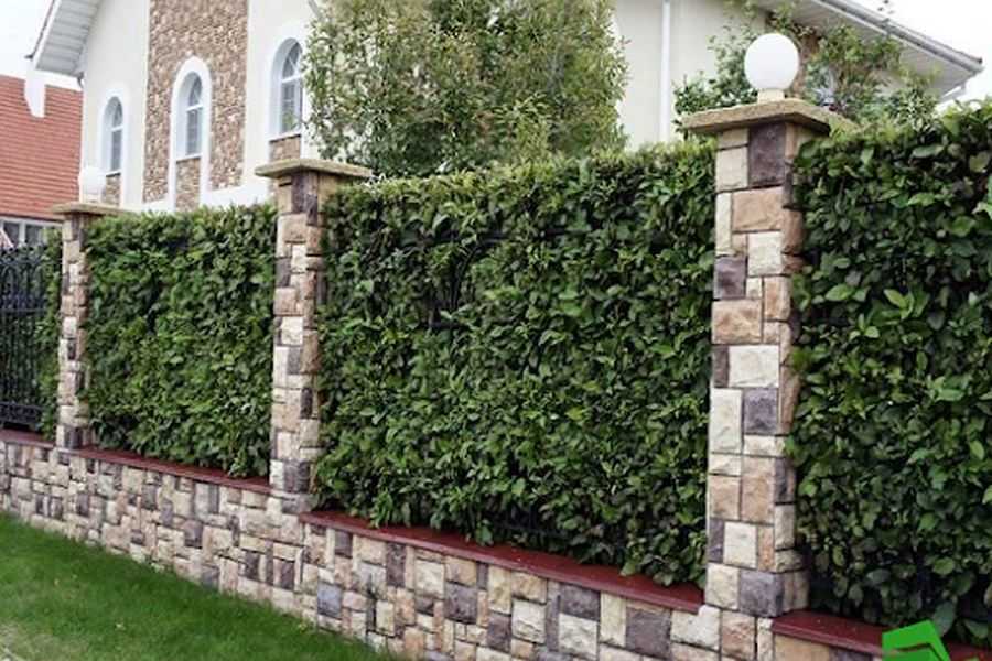 Плющ, или хедера в современном интерьере: 5 идей