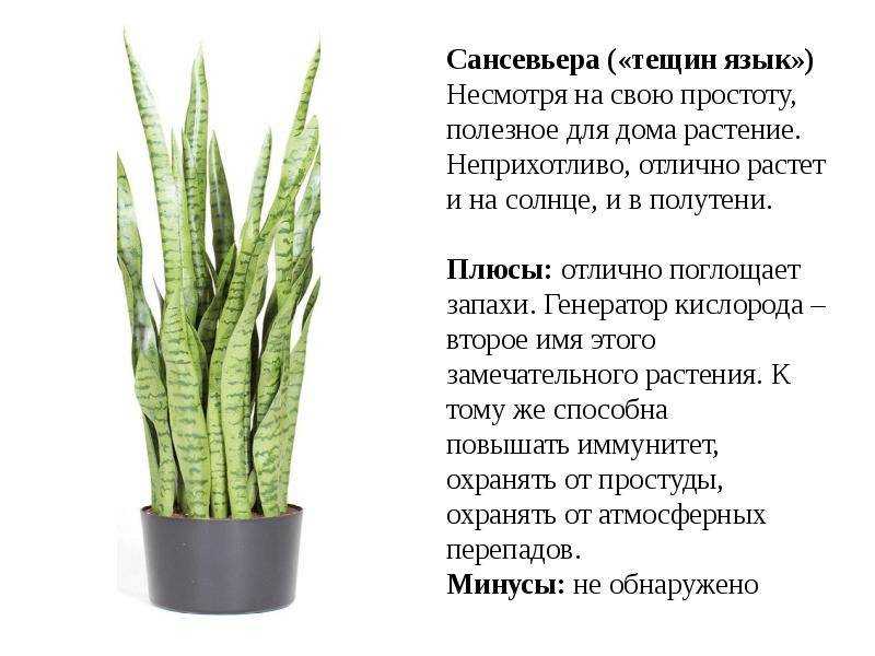Сансевиерия (sansevieria) или цветок тещин язык: уход в домашних условиях, виды растения